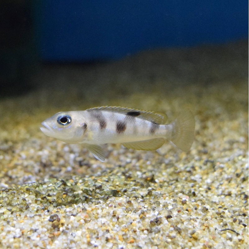 Neolamprologus Hecqui