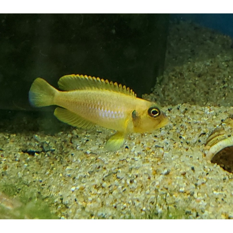 Neolamprologus Ocellatus Gold
