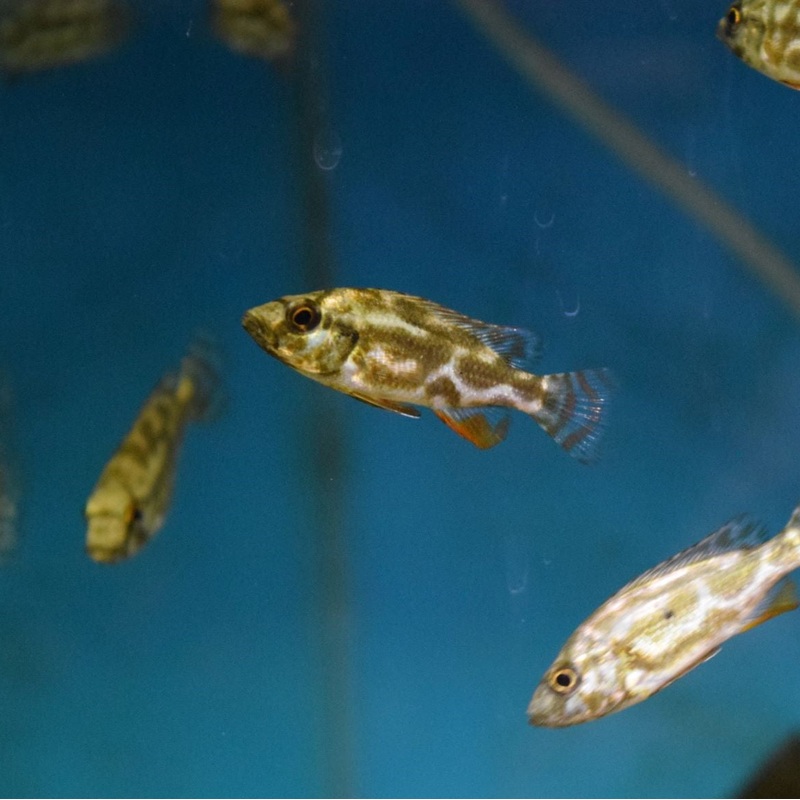 Nimbochromis Livingstoni Small