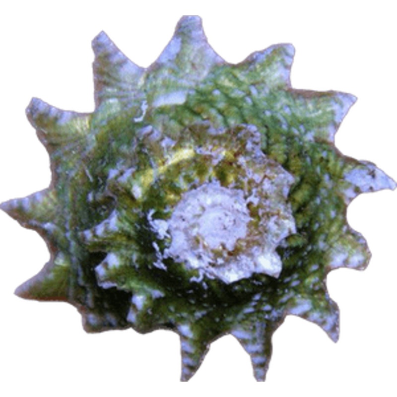 Ninja Star Snails