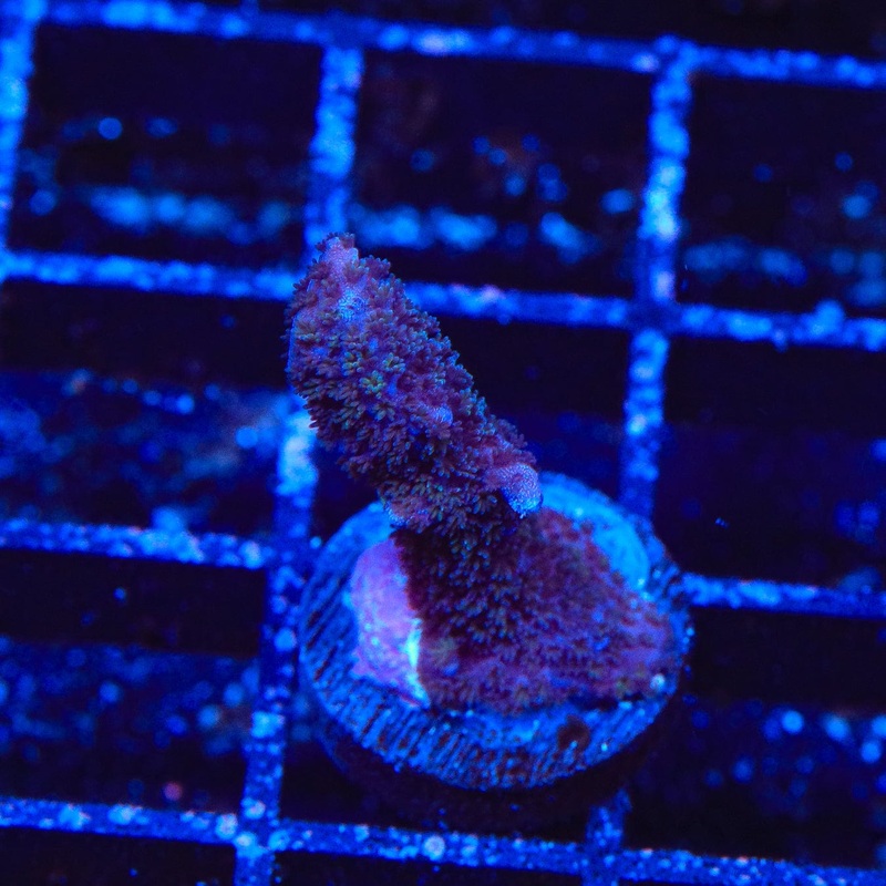 ORA German Blue Digitata Montipora Coral
