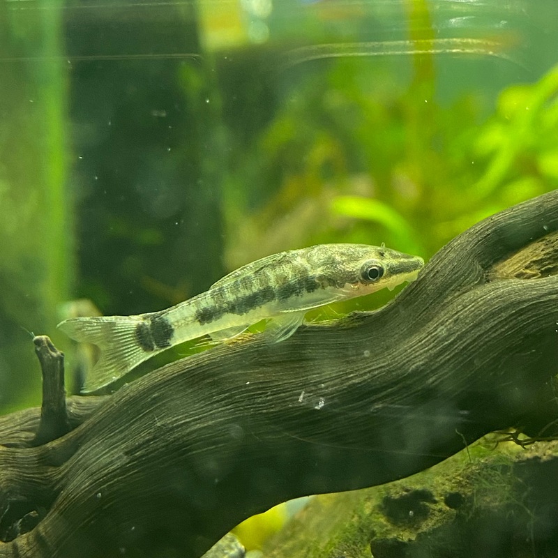 Otocinclos Catfish - Otocinclos affinis