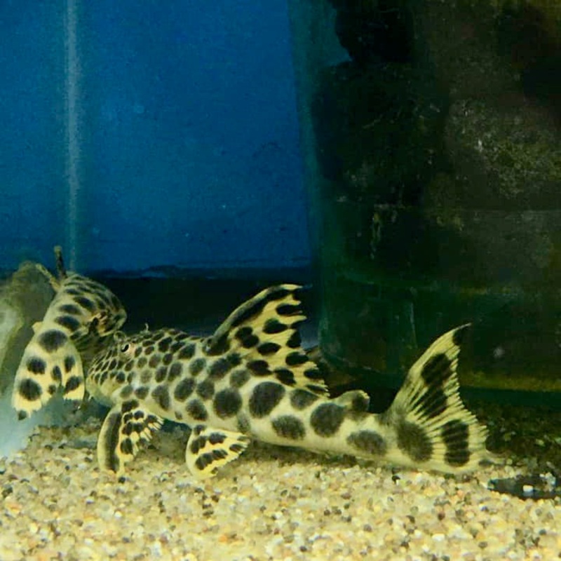 Para Pleco "Sabaji" L75 3-3.5"