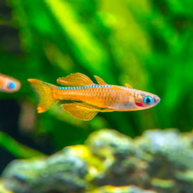 Paskai Rainbowfish