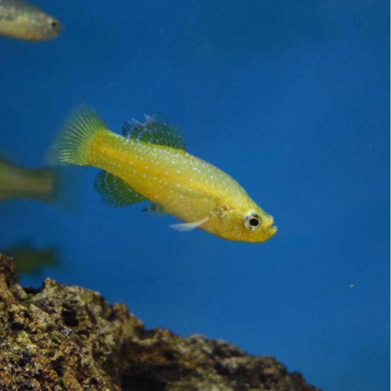 Pearl Killifish Aphanius Mento