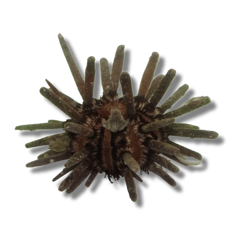Pencil Urchin
