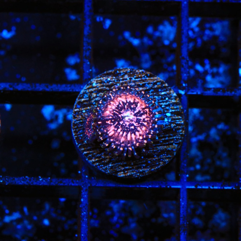 Pink Zipper Zoanthids Coral