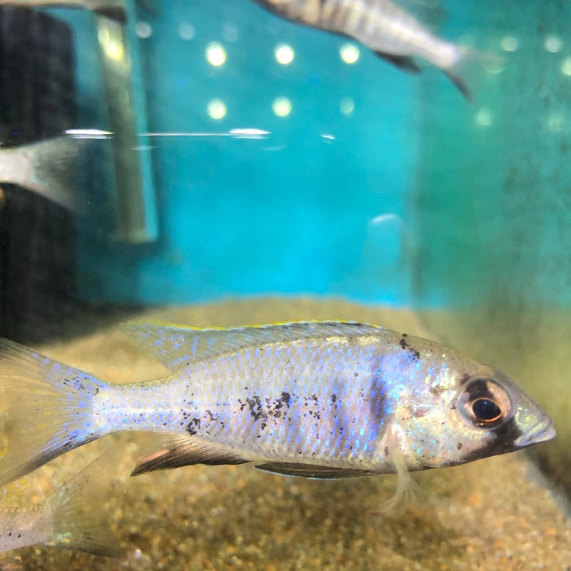 Placidochromis Electra Deepwater