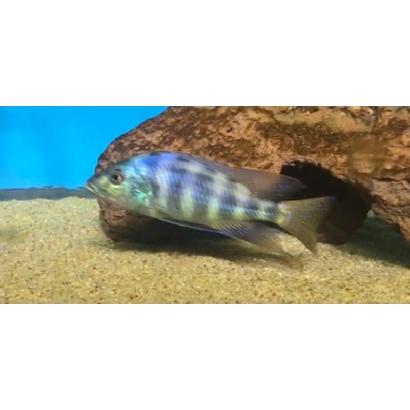 PLACIDOCHROMIS JOHNSTONI LARGE PAIR