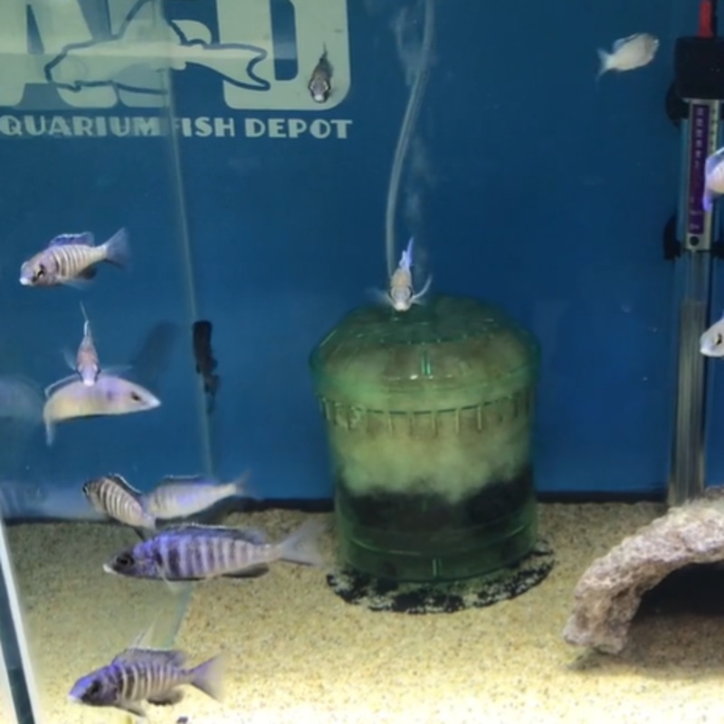 Placidochromis Phenochilus Mdoka White Lips Small