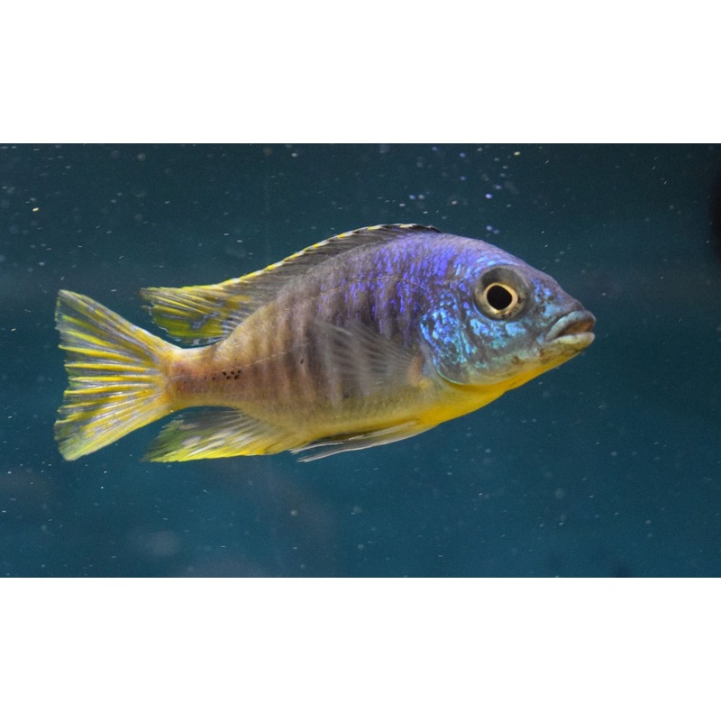 Placidochromis sp Jalo Reef Large Male