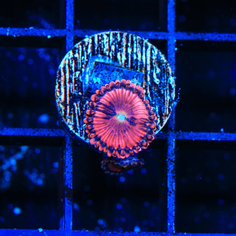 Playboy Bunny Zoanthids Coral