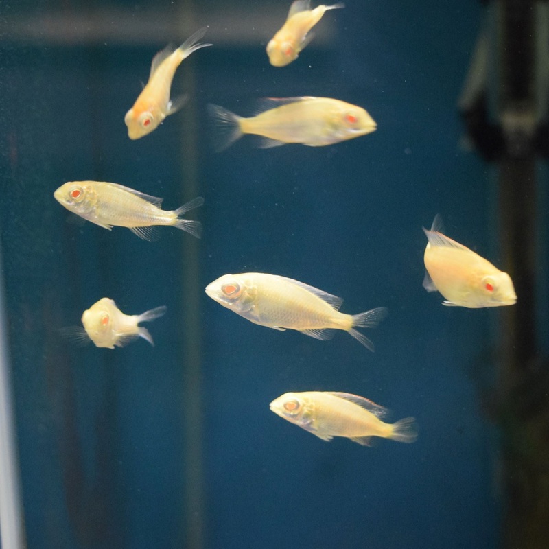 Protomelas Taeniolatus Albino Red Empress Small