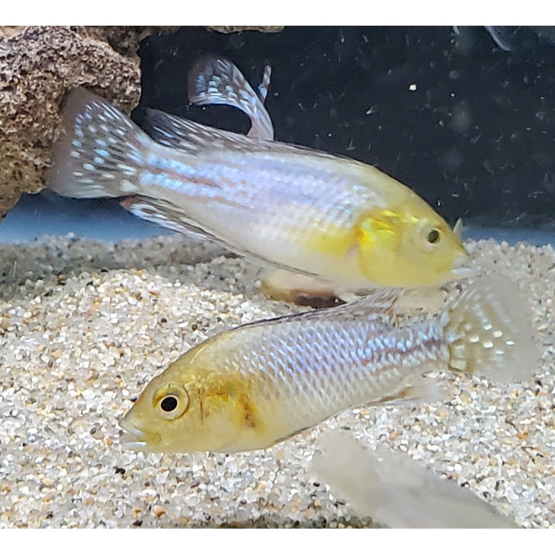 Pseudocrenilabrus Nicholsi