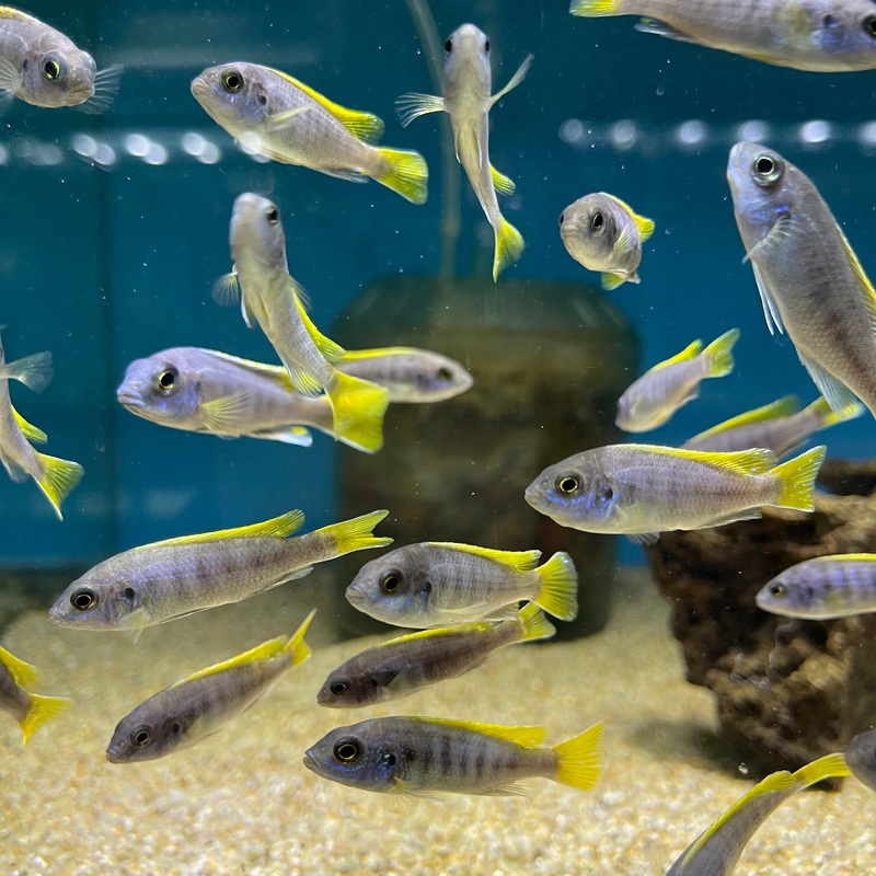 Pseudotropheus Acei Yellow Fin Small