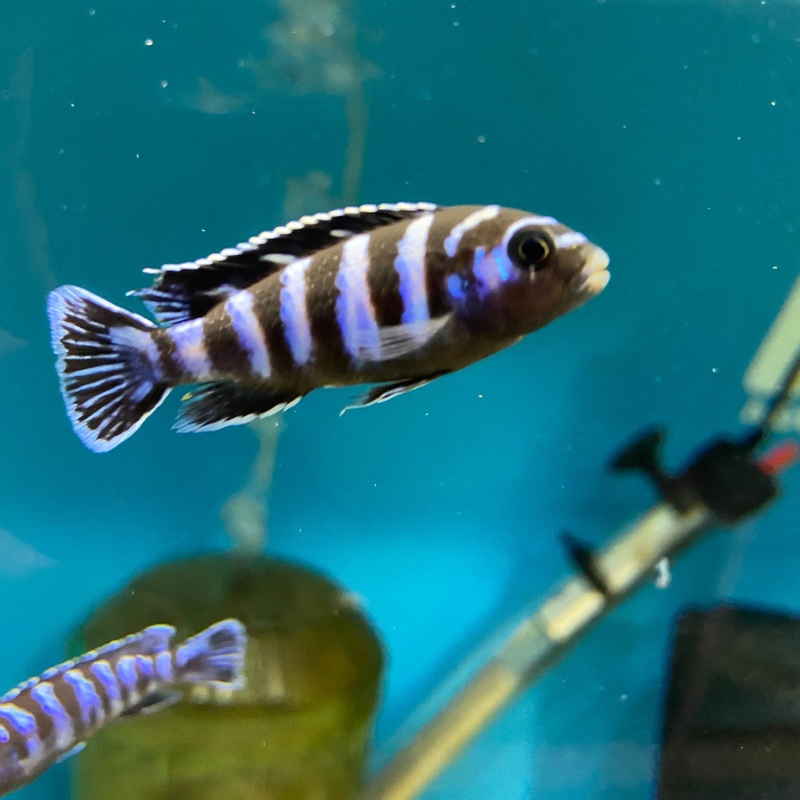 Pseudotropheus Demasoni