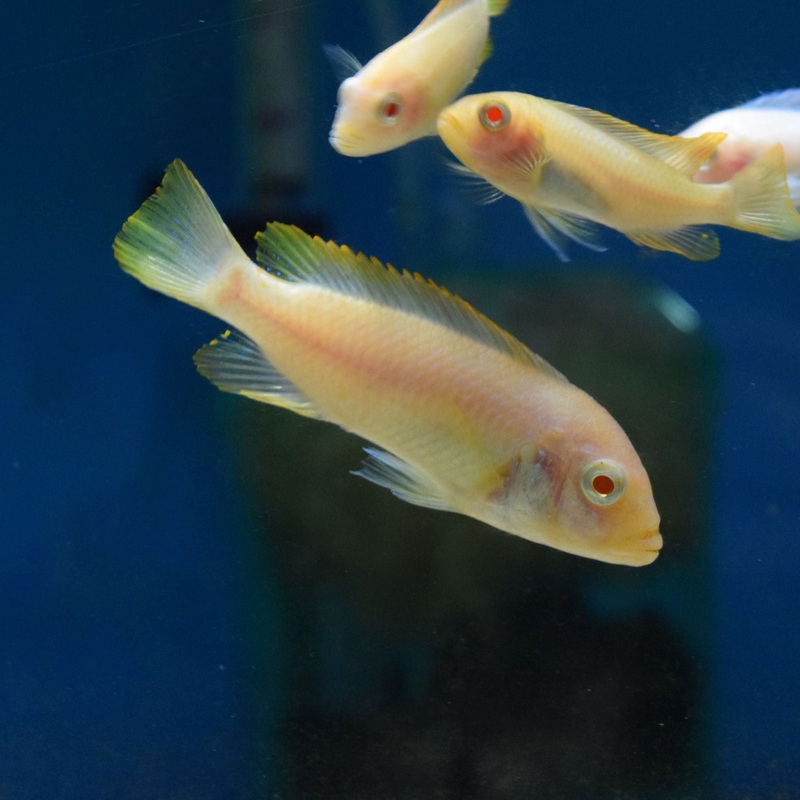 Pseudotropheus Red