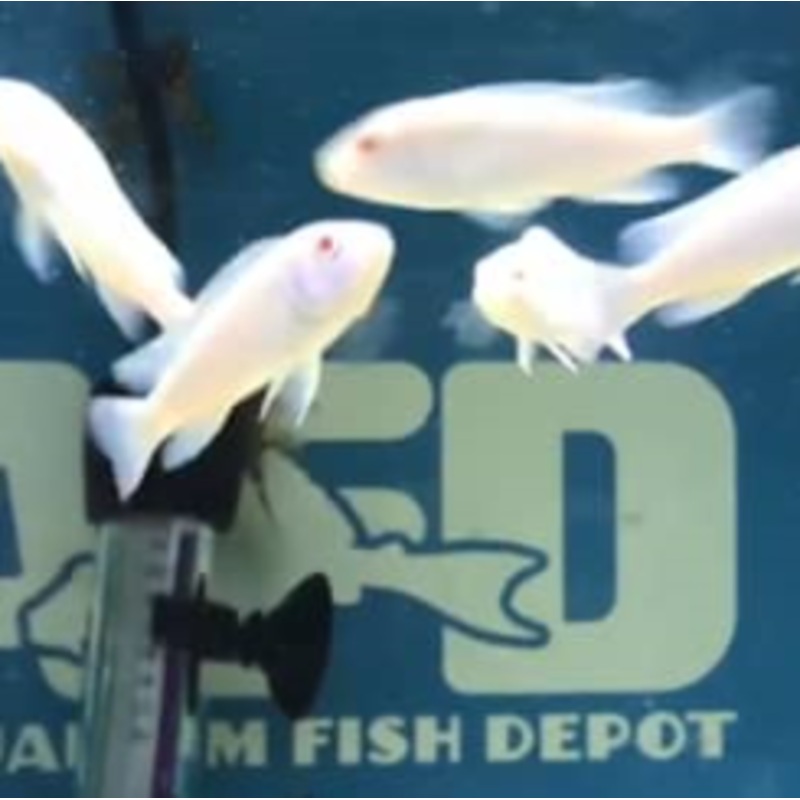 Pseudotropheus Socolofi Edwardi Small