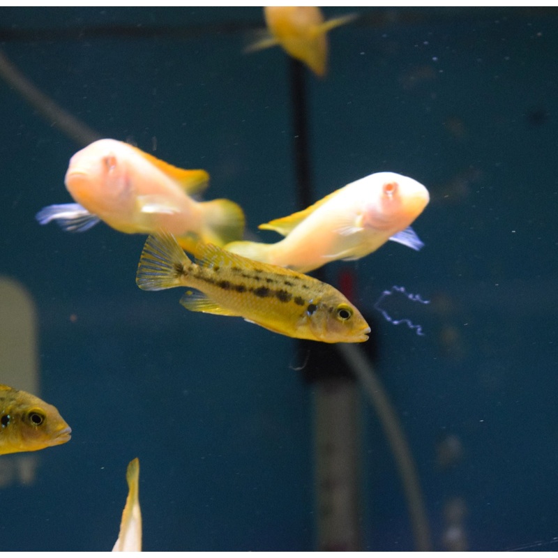 Pseudotropheus Williamsi Blue Lip