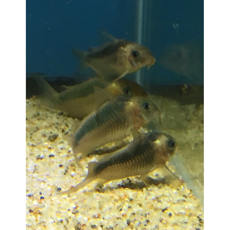 Rabauti Cory Catfish