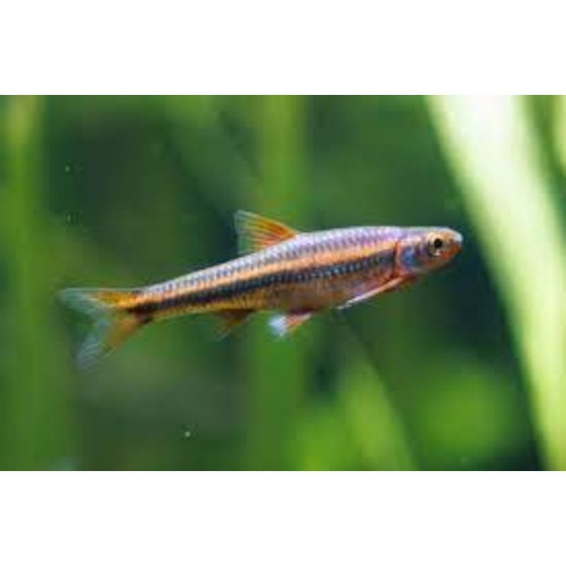 Rainbow Shiner