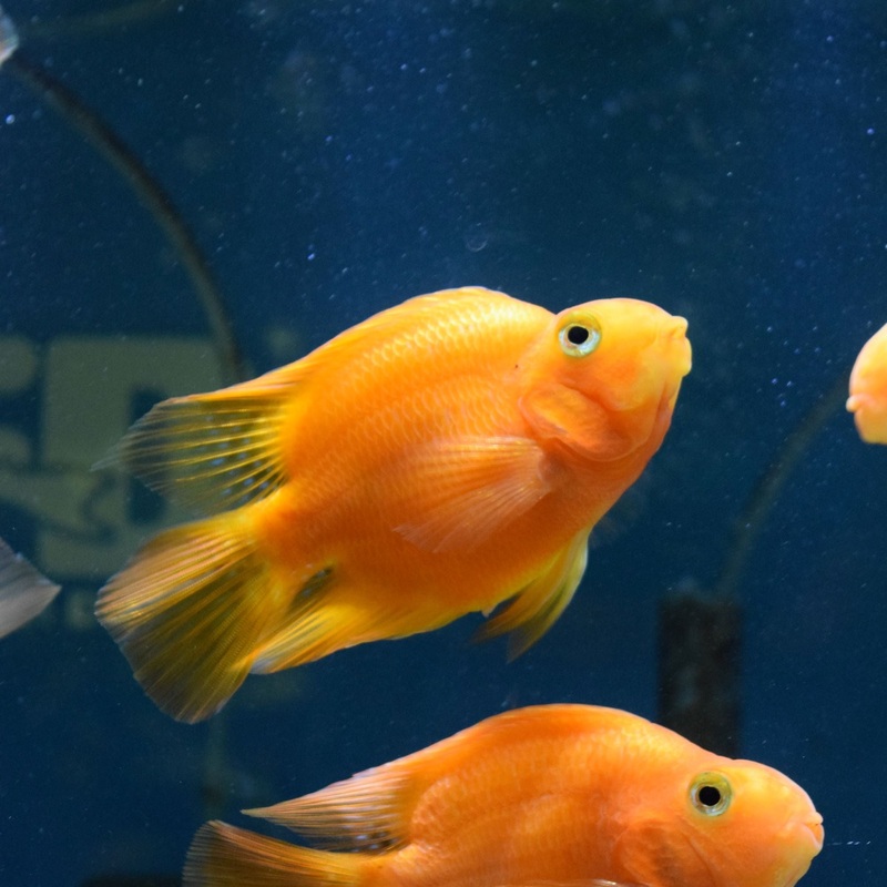 Red Blood Parrot Fish 2.5"