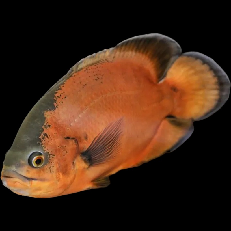 Red Oscar