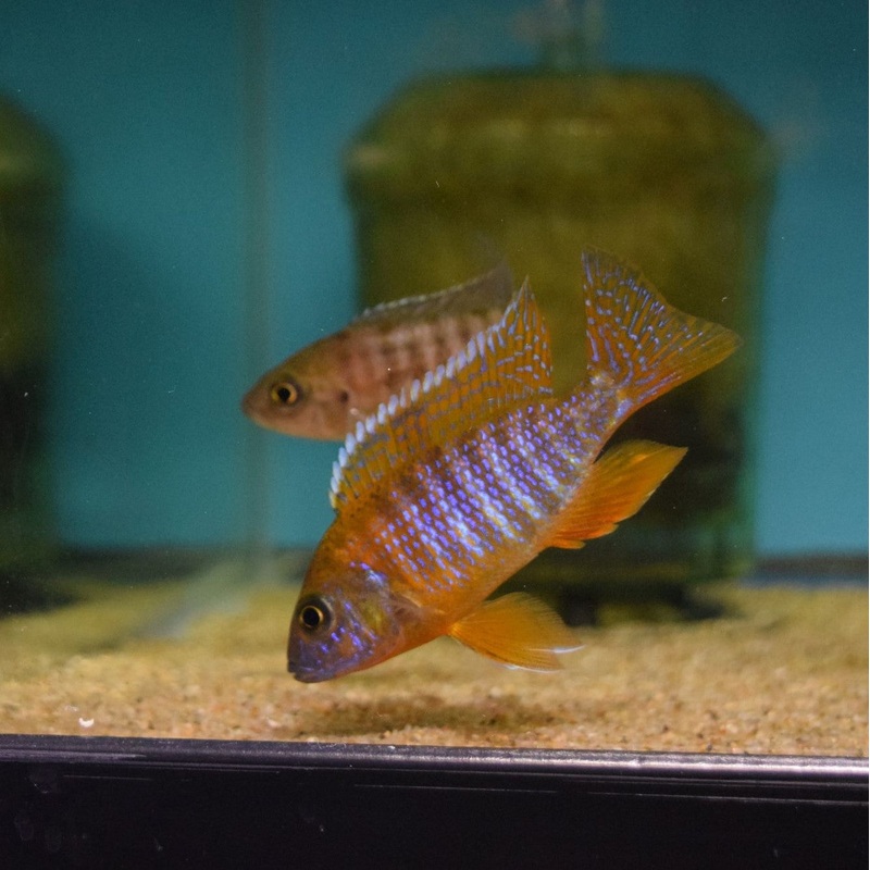 Red Peacock Male Medium