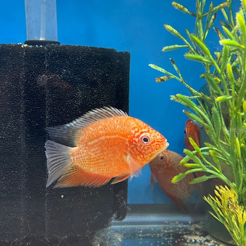 Red Spotted Severum