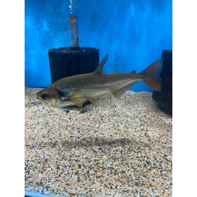 Red Tail Payara 9-10"