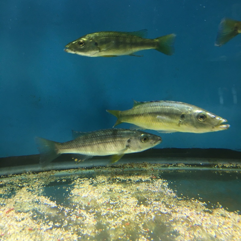 Rhamphochromis Macropthalmus Lg