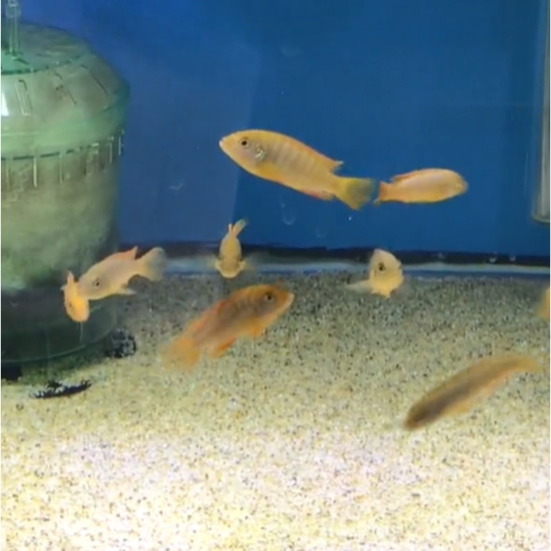 Rusty Cichlid Small-medium