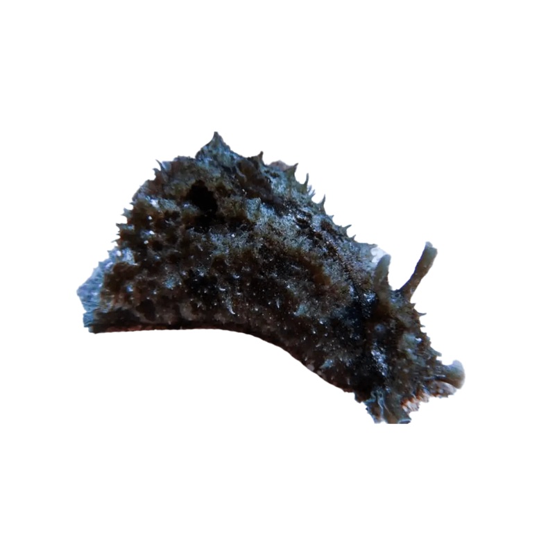 Sea Hare (Eats Hair Algae)