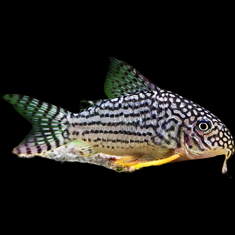 Sterba's Cory Catfish - Corydoras sterbai