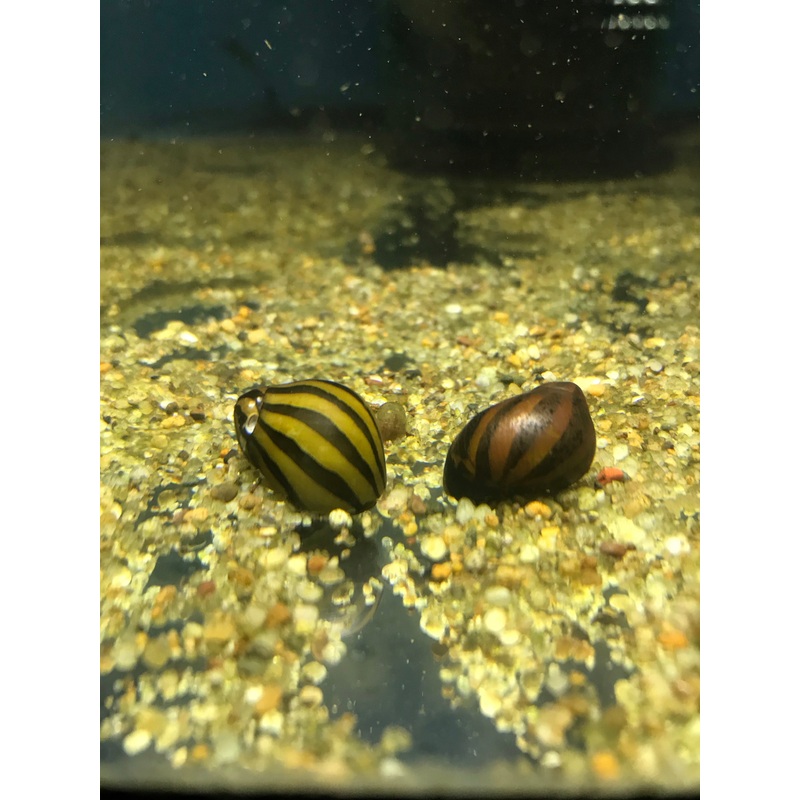 Tiger Nerite Snail