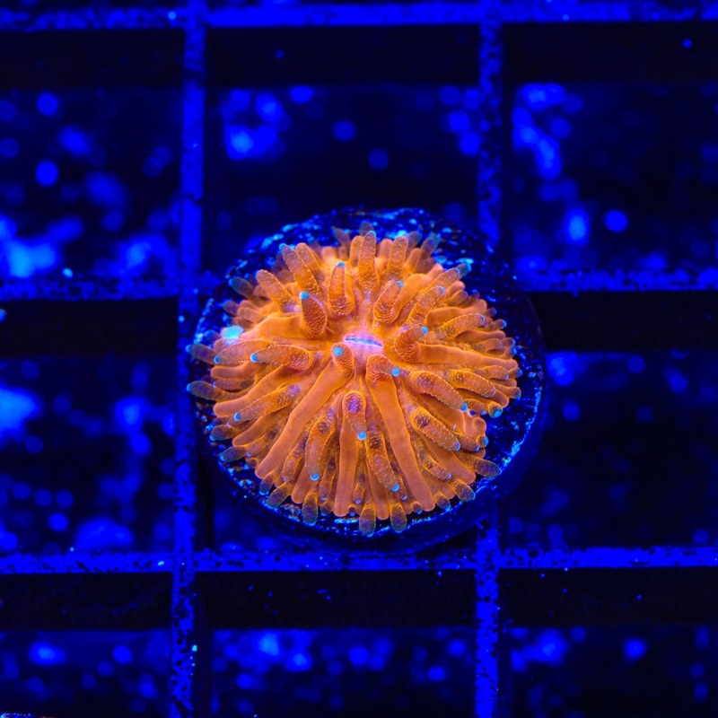 TSA Agent Orange Plate Coral
