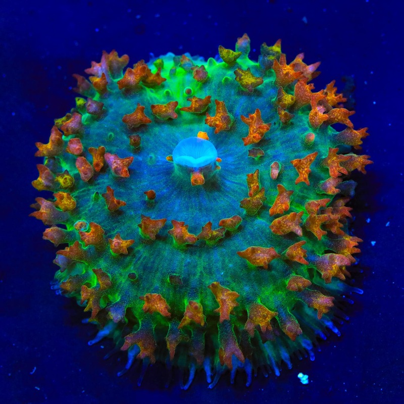 TSA Crypto Saint Thomas Mushroom Coral