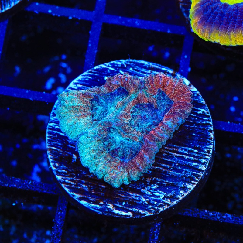 TSA Hawaiian Punch Favia Coral