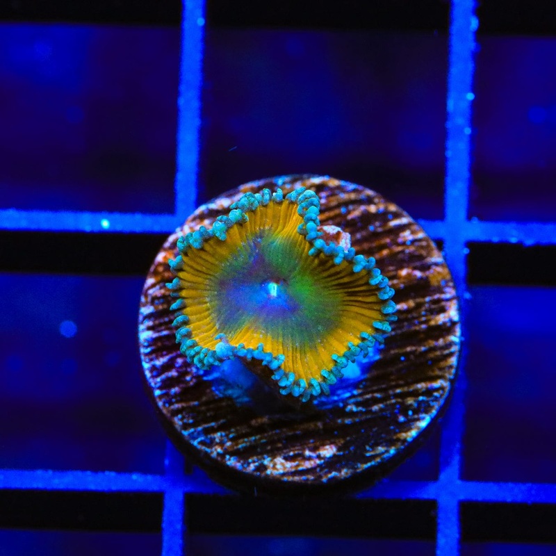TSA Lemon Twist Palythoa Coral
