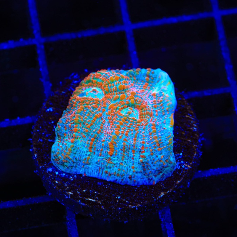 TSA Mango Habanero Chalice Coral