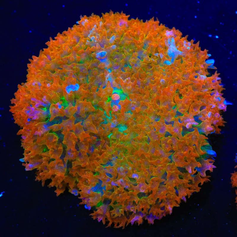 TSA Orange Crush Saint Thomas Mushroom Coral