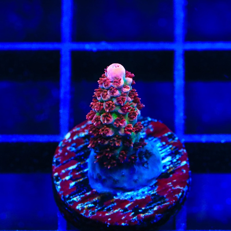 TSA Princess Peach Acropora Coral