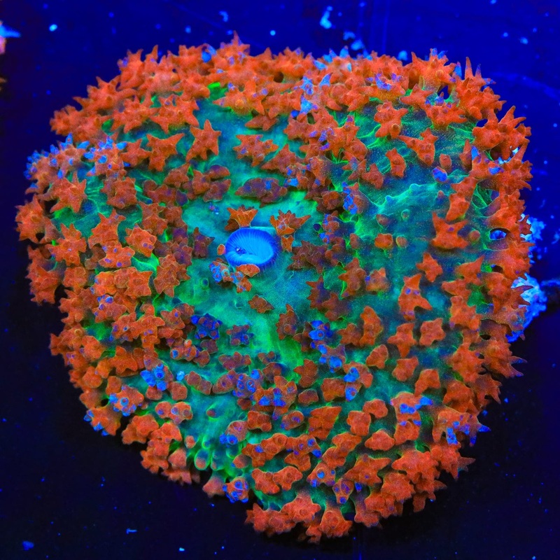TSA Sonic Boom Saint Thomas Mushroom Coral