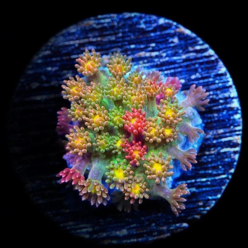 TSA Sprinkles Grafted Goniopora Coral