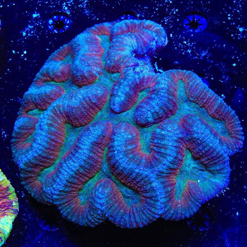 Ultra Lobophyllia Colony Coral
