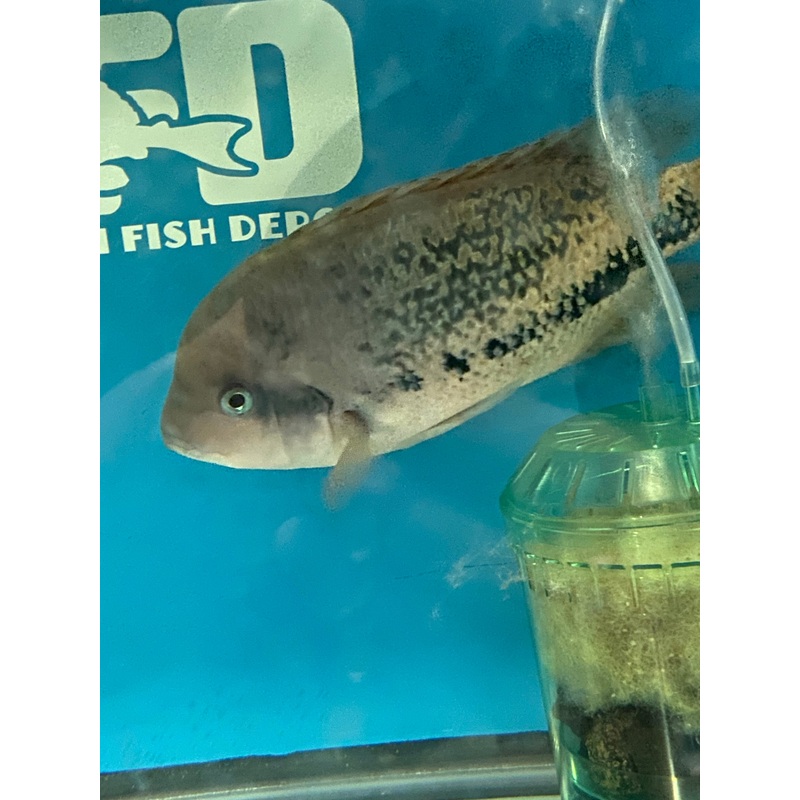 Vieja Bifasciatum 9-10"