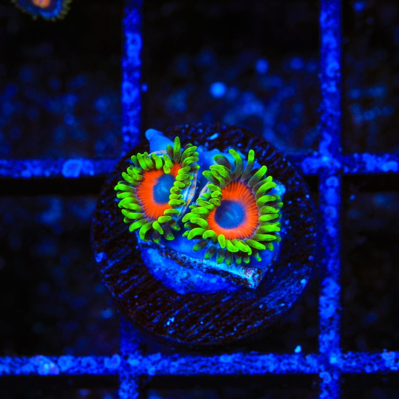 Whamming Watermelon Zoanthids Coral