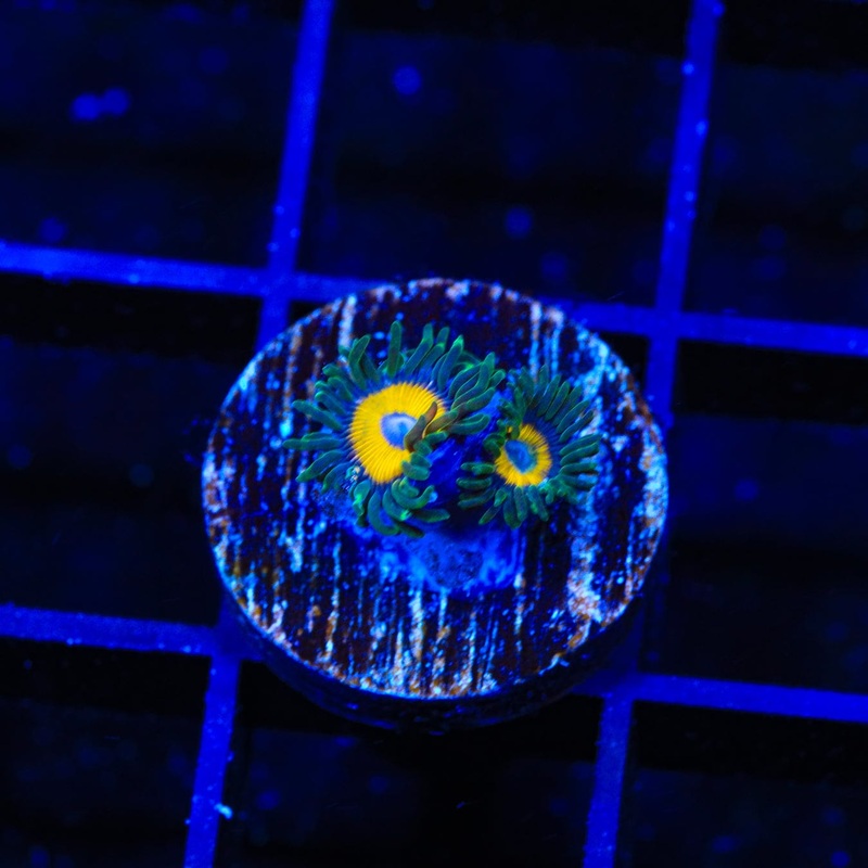 WWC Yellow Submarine Zoanthids Coral