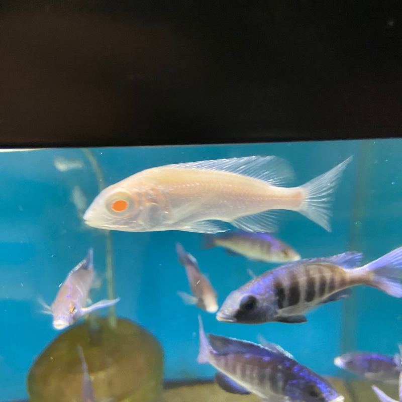 Albino Red Empress Female