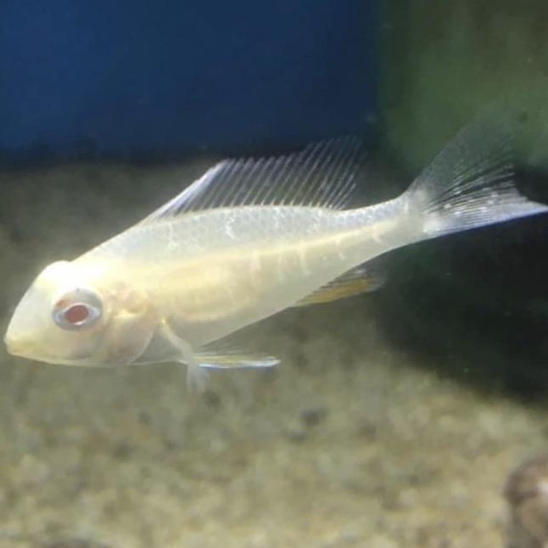 Albino Threadfin Acara Acarichthys Heckelli